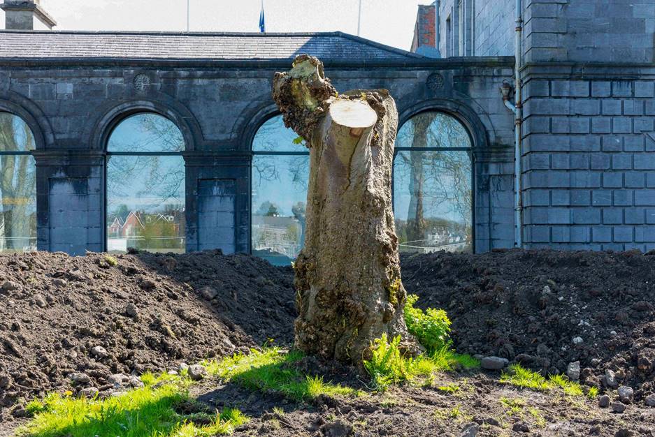 Garden Tree Sculpture Competition- The Hunt Museum has launched a cash prize competition to create a sculpture from the Chestnut tree stump for their new Museum in a Garden.