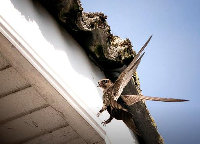 Save swifts project - An ambitious new multi-stakeholder led conservation project to entice high-flyers to stay briefly and breed, building nest-boxes at five locations in Limerick City.