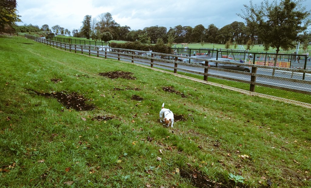 Mungret Dog Park