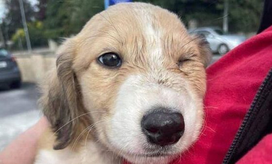 Limerick Animal Welfare puppy Denis has been rescued after raising over €2,880 online for the puppy’s treatment.