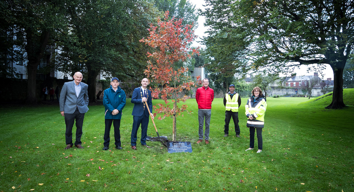 Mayor of Limerick oak tree