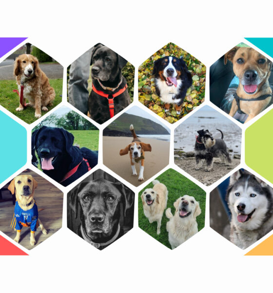 Big Bark podcast Calendar and Merchandise are set to benefit Animal Charities this festive season.