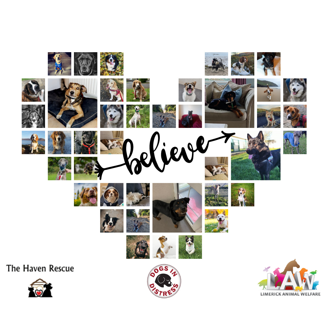 Big Bark podcast This year proceeds being are divided between 3 charities - Limerick Animal Welfare, The Haven Rescue and Dogs in Distress.
