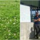 Limerick clover farm - FarmerColin Doherty grows clover as part of grass management on his 270-acre farm