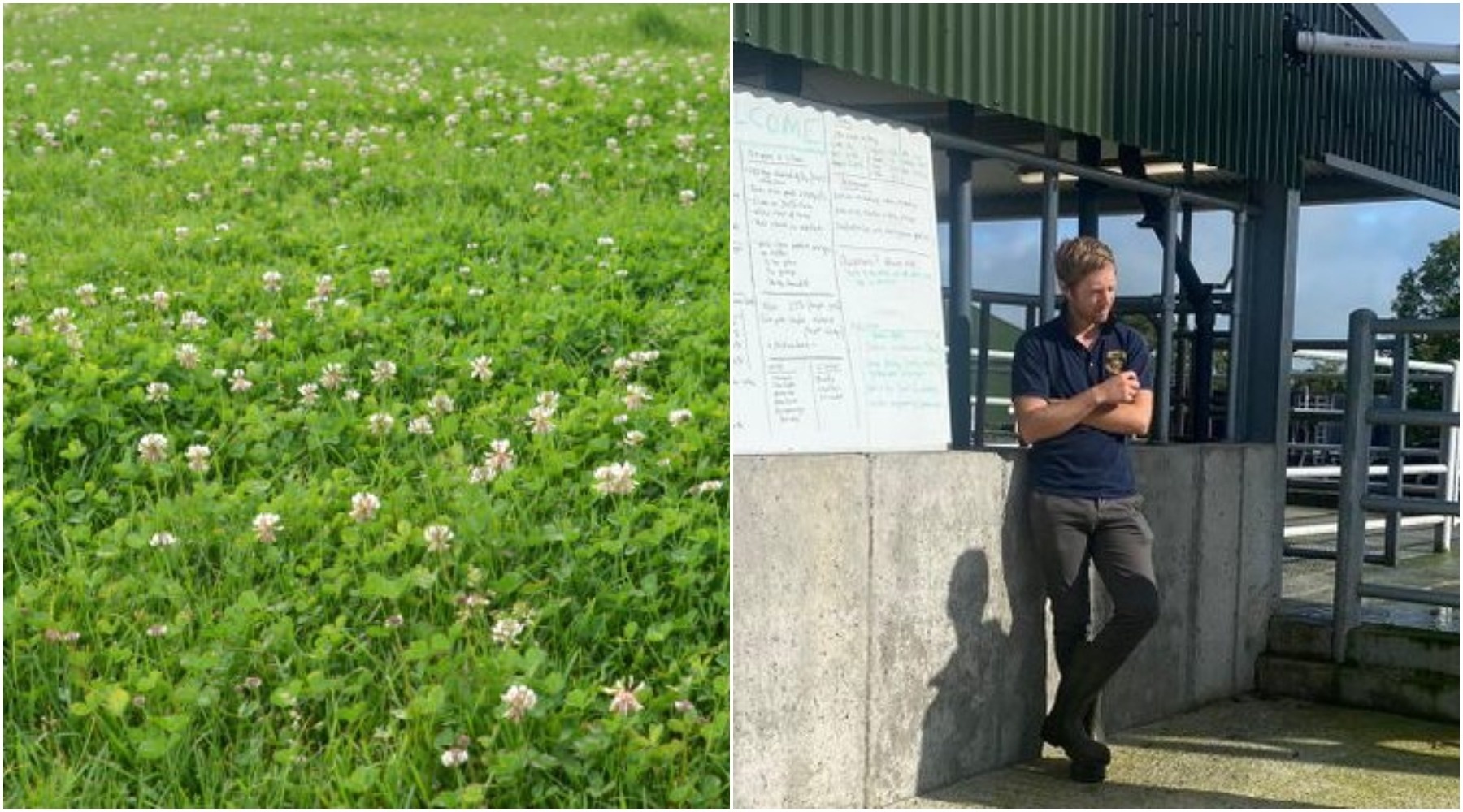 Limerick clover farm - FarmerColin Doherty grows clover as part of grass management on his 270-acre farm