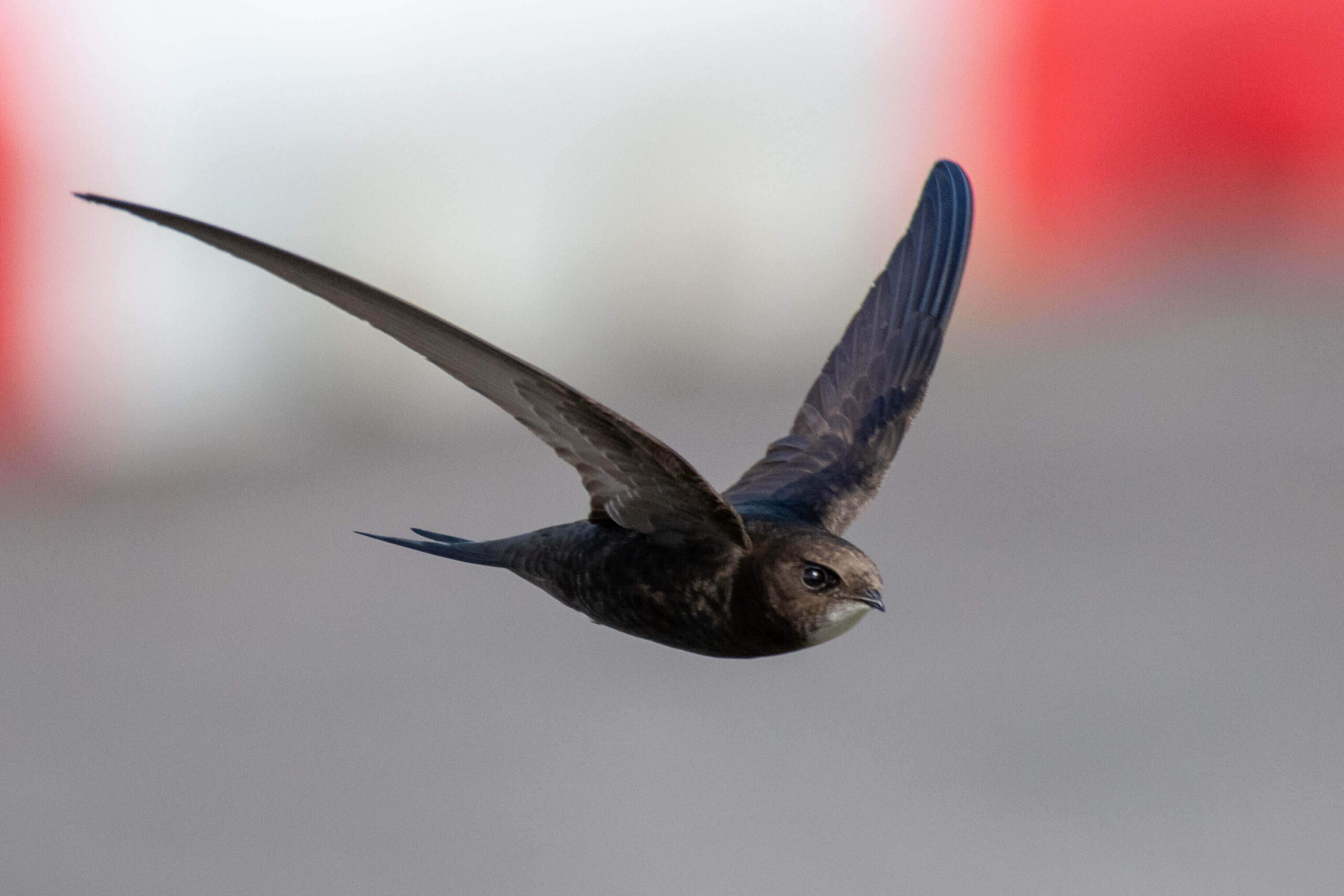 Swift Survey - Swifts have declined by approximately 40% across Ireland in the last 10 years. Picture: Piotr Rak, Birdwatch Ireland