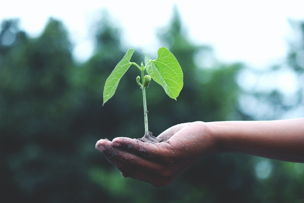 Limerick Biodiversity Projects Funding will have ‘Real, Tangible Impact for Nature,’ claims Minister