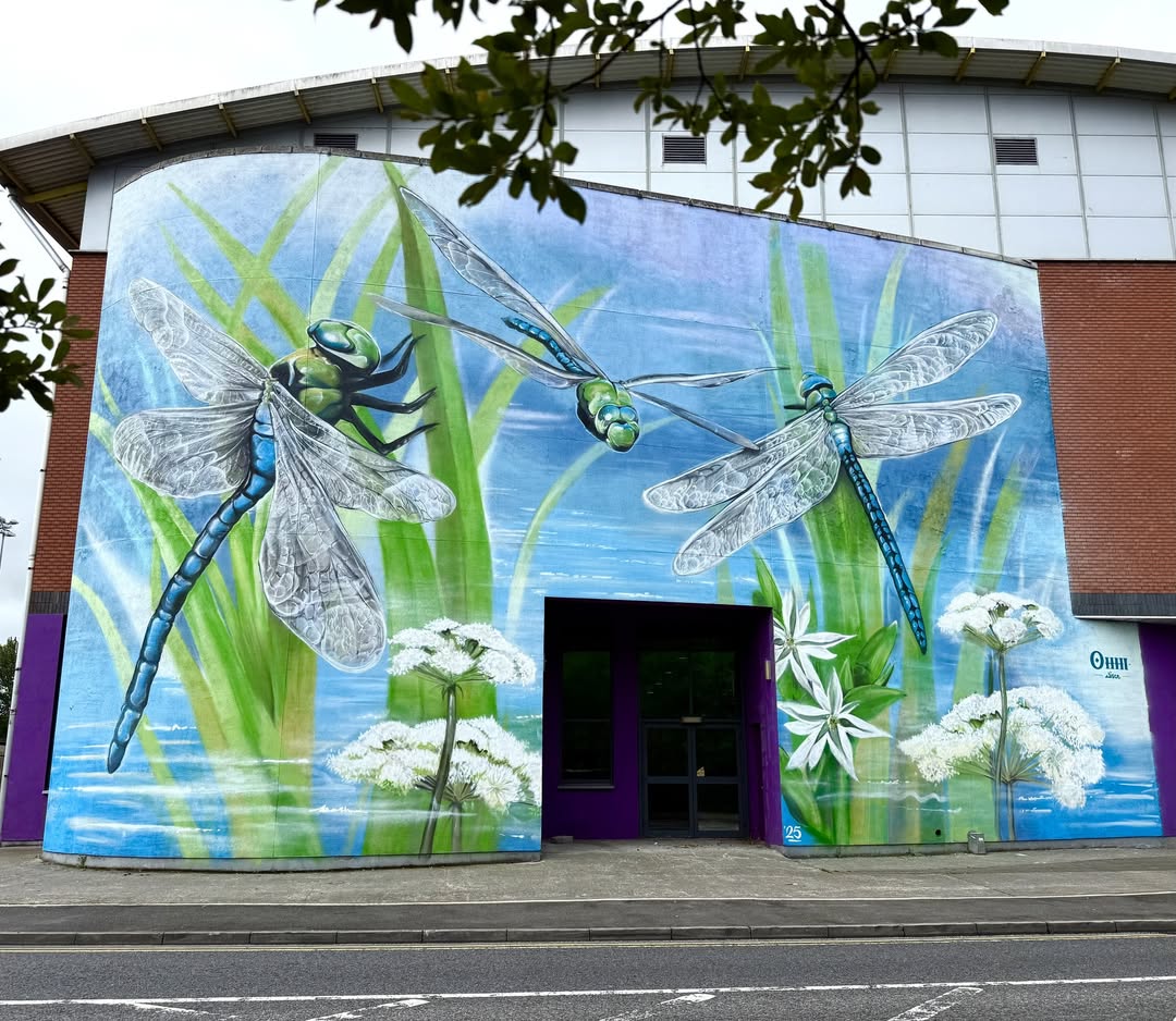 dragonflies mural draw out limerick