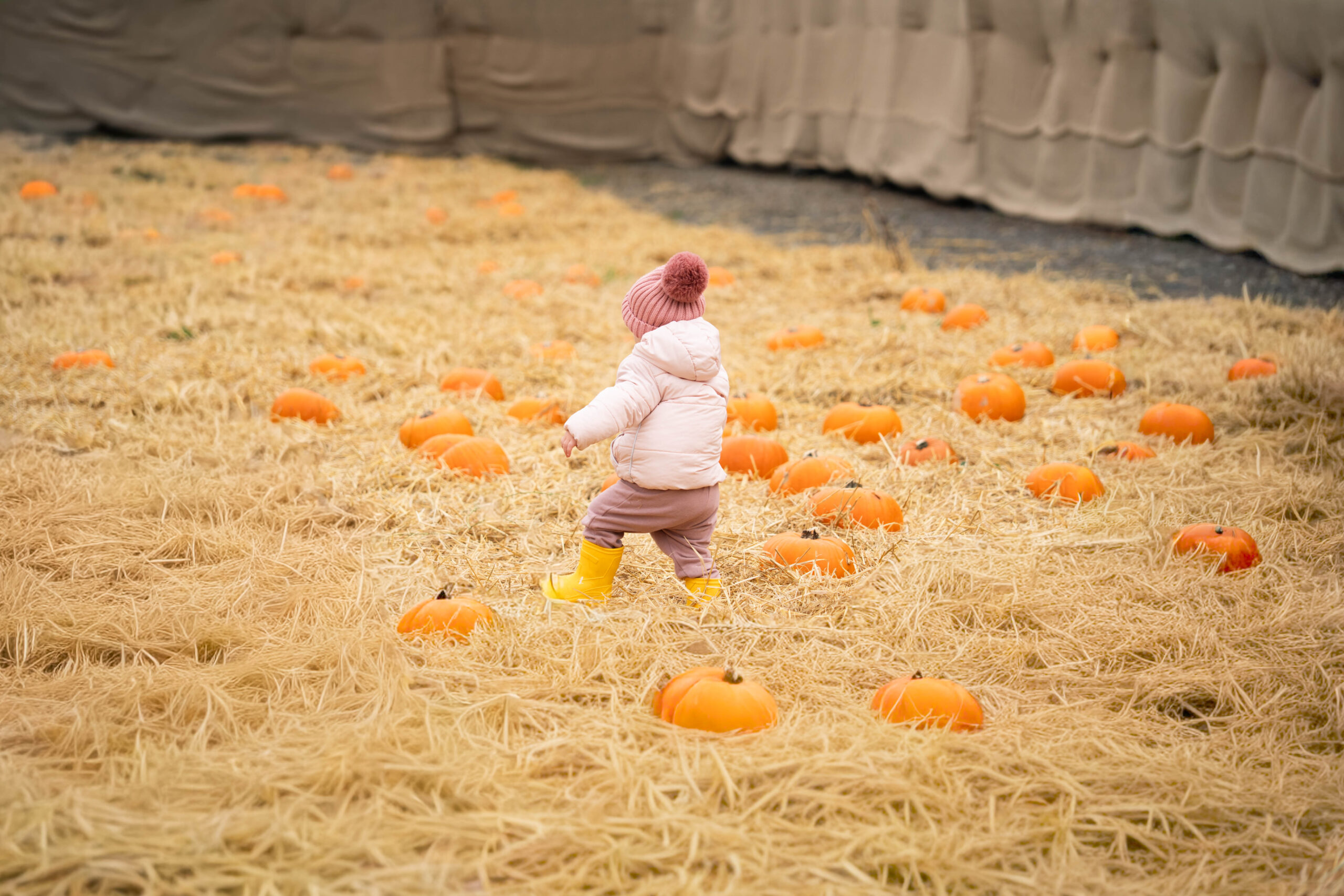 Curraghchase Garden Centre Pumpkin Harvest