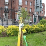 EmployAbility Limerick planted a Tree for Hope in People's Park alongside Dr. Eddie Murphy. Picture: Orla McLaughlin/ilovelimerick.
