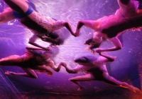 fuerzabruta-039