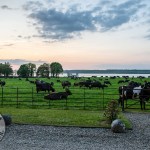 Spring Gathering at Glin Castle—a rare opportunity to experience the beauty and charm of this historic estate, took palce on Friday, May 9, 2025. Picture: Olena Oleksienko/ilovelimerick