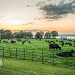 Spring Gathering at Glin Castle—a rare opportunity to experience the beauty and charm of this historic estate, took palce on Friday, May 9, 2025. Picture: Olena Oleksienko/ilovelimerick