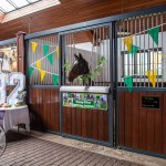 The legendary Limerick horse, Istabraq celebrated his 32nd birthday at Martinstown Stud, on Thursday, May 23, 2024, in celebration of the legacy and mark he left on the worlds of horse racing and the Limerick community. Picture: Olena Oleksienko/ilovelimerick