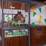 The legendary Limerick horse, Istabraq celebrated his 32nd birthday at Martinstown Stud, on Thursday, May 23, 2024, in celebration of the legacy and mark he left on the worlds of horse racing and the Limerick community. Picture: Olena Oleksienko/ilovelimerick
