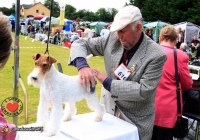 adare_dog_show_2013_1