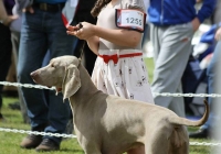 adare_dog_show_2013_10