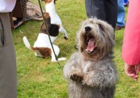 adare_dog_show_2013_12