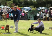 adare_dog_show_2013_15