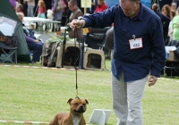 adare_dog_show_2013_17