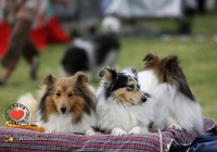 adare_dog_show_2013_18