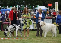 adare_dog_show_2013_20