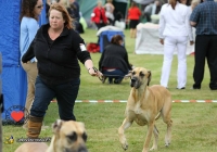 adare_dog_show_2013_21