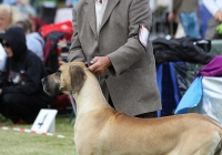 adare_dog_show_2013_22