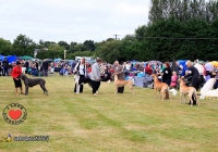 adare_dog_show_2013_23