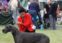 adare_dog_show_2013_24