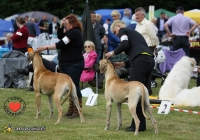 adare_dog_show_2013_26