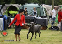 adare_dog_show_2013_27