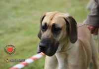 adare_dog_show_2013_28