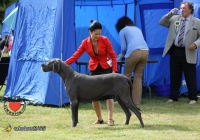 adare_dog_show_2013_29