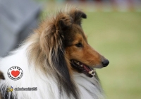 adare_dog_show_2013_30