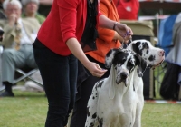 adare_dog_show_2013_31