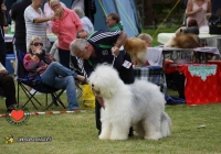 adare_dog_show_2013_36