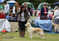 adare_dog_show_2013_40