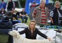 adare_dog_show_2013_41