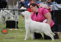 adare_dog_show_2013_44