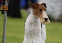 adare_dog_show_2013_47