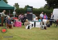 adare_dog_show_2013_48