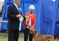 adare_dog_show_2013_49