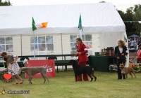 adare_dog_show_2013_5