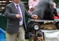 adare_dog_show_2013_51