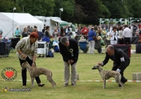 adare_dog_show_2013_58