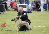 adare_dog_show_2013_59