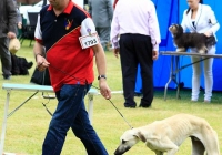 adare_dog_show_2013_60