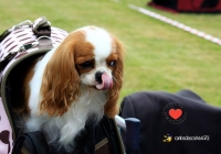 adare_dog_show_2013_61