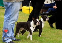 adare_dog_show_2013_63